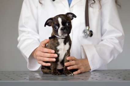 Dog Parasites dog_exam