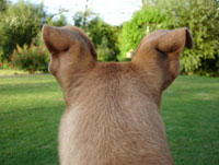 How Well Do Dogs Hear? Dog Hearing
