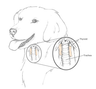 Hypothyroidism in Dogs dog_thyroid_gland