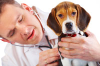Ringworm in Dogs dog_veterinarian