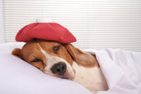 Vomiting in Dogs Most cases of dog vomiting are mild and self-limiting. But when is it time to worry?