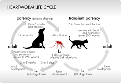heartworm_life_cycle