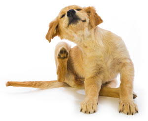 Hotspots are inflamed spots on a dog's skin. Hotspots in dogs are itchy and painful.