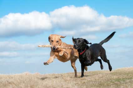 Anterior Cruciate Ligament Injury in Dogs ligamentinjury_optimized