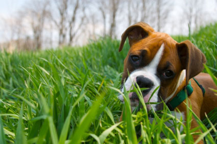 Dog Health Dog_Health
