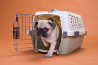 Dog Crate Training dog_crate