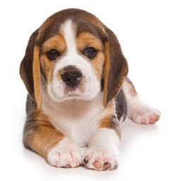 Puppy No Command Training puppy_training_no