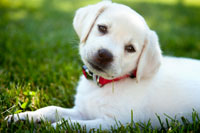 Puppies respond best to positive training.