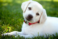 Teach your puppy his name as a first training step. Puppies respond best to positive training.
