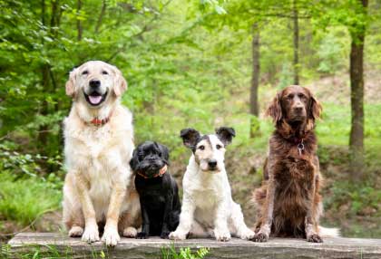 Dog Behavior Dog_Behavior