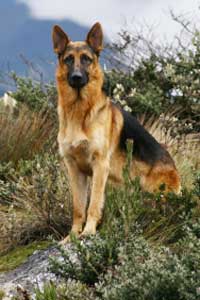 dog_german_shepard_breedcharacteristics