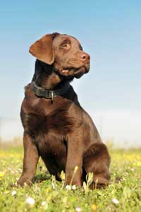 labrador_retriever_breedcharacteristics