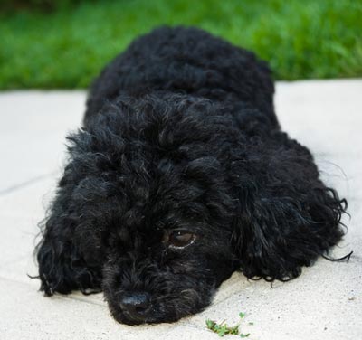 Struvite stones are common in miniature poodles. Struvite stones can cause bladder problems in dogs.