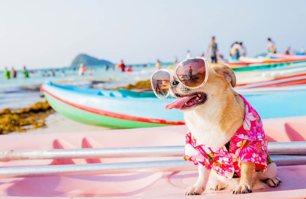 Learn about summer safety and dogs. Keep your dog safe and happy this summer.
