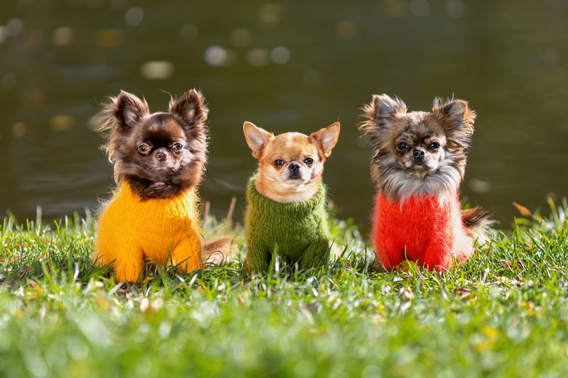 Sweaters for Dogs to keep them warm Sweaters for Dogs to keep them warm