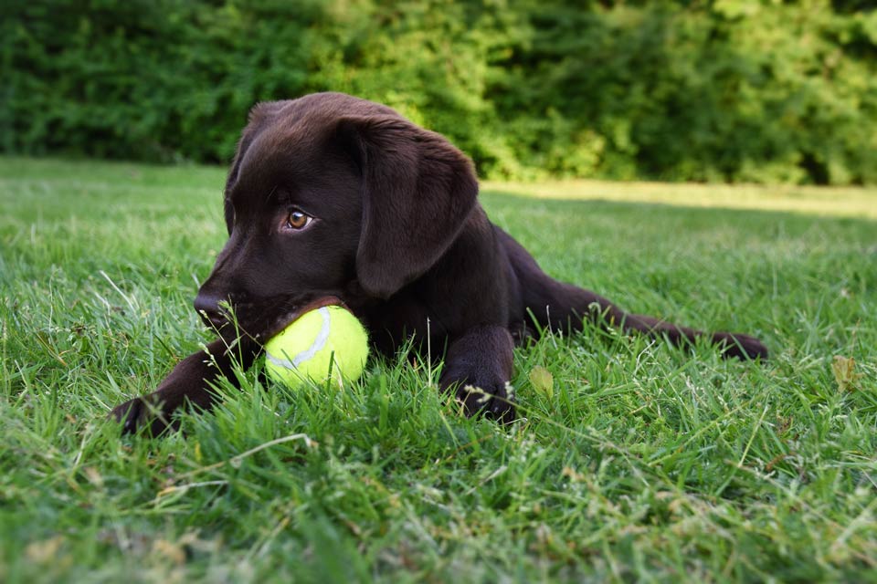 Learning how to leave it keeps your dog safer. Learn how to teach your dog the leave it command.