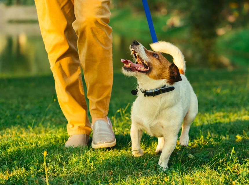 Learn how to teach your dog to heel.