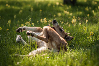 How can you train a dog to roll over?