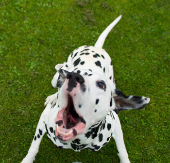 Teach your dog to stop barking on command.