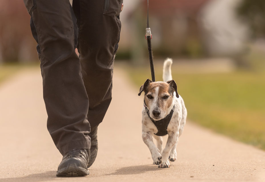 Learn about teaching a dog not to zig-zag in front of you.