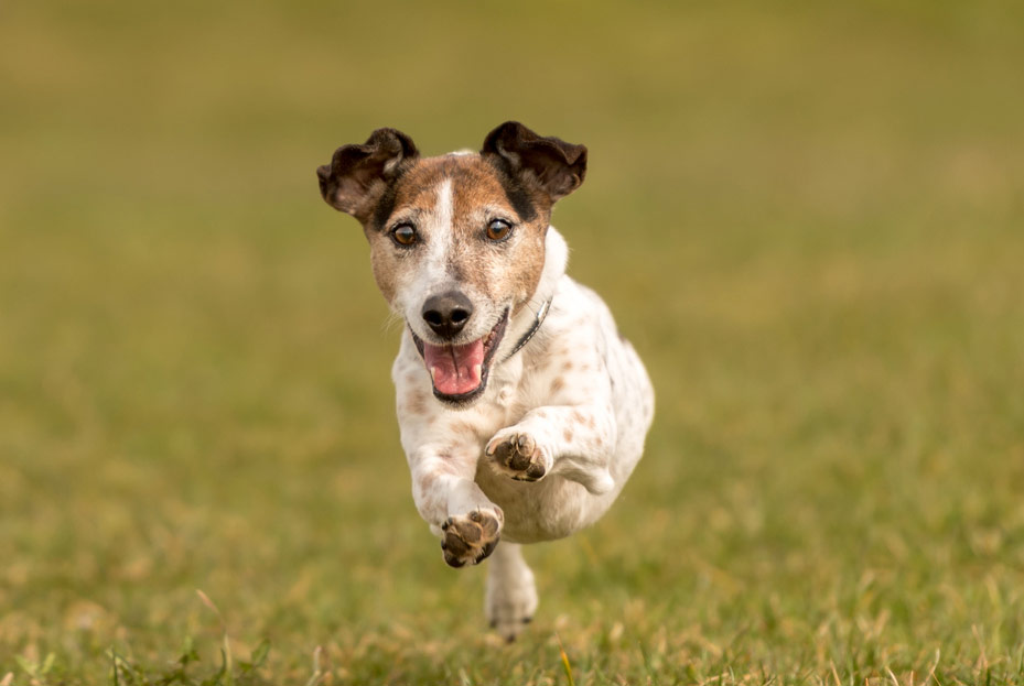 Teaching a dog to come is crucial.