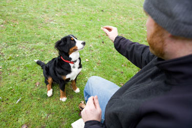 Learn how to teach your dog to sit.