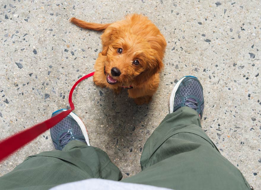 Learn to teach your dog the watch command.