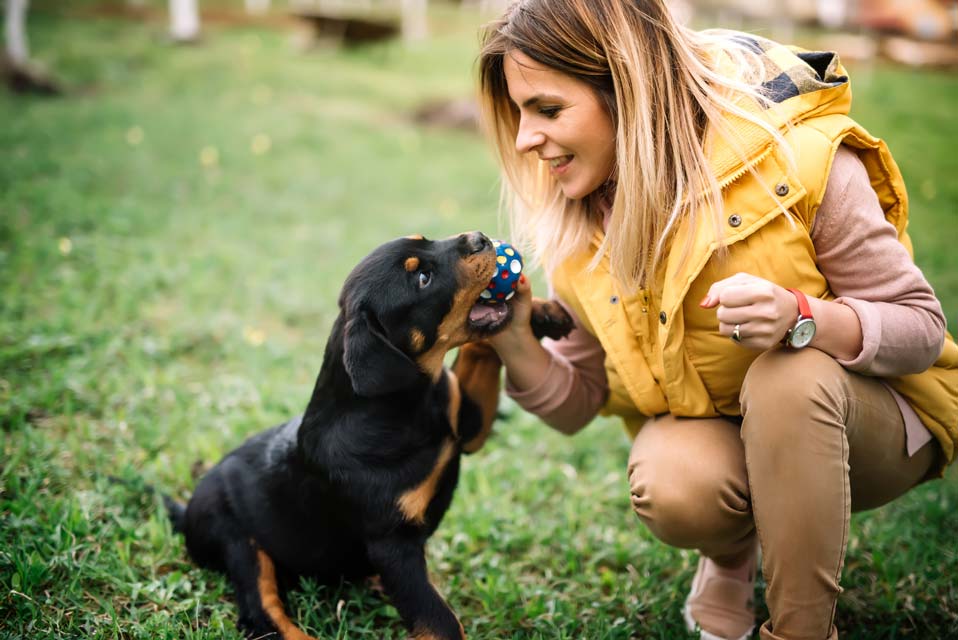 Teach your dog the drop command for safety.