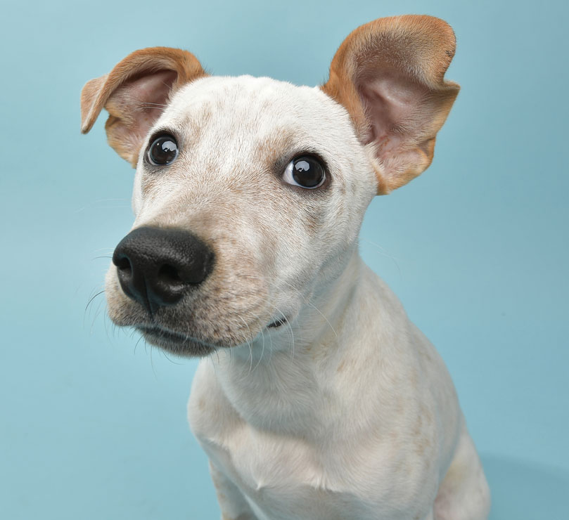 Learn about testicular cancer in dogs. Testicular cancer occurs in un-neutered male dogs.