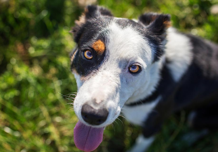 There’s been an amazing change in the eyes of dogs.