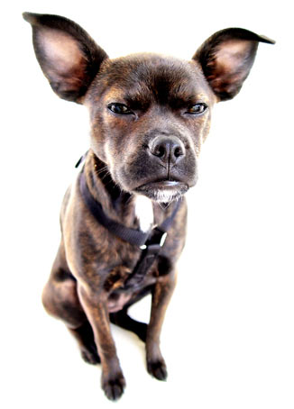 Learn how you can avoid annoying your dog. Dogs are annoyed by things humans don’t realize.