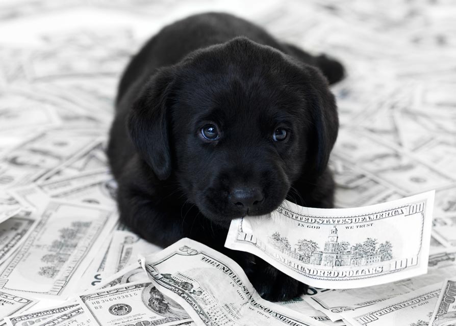 Learn how you as a dog owner can save money.