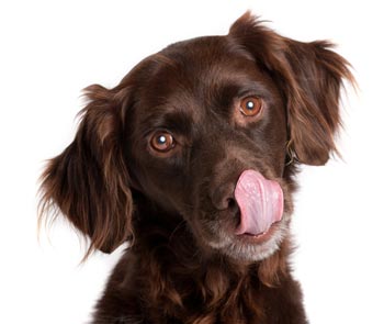 Keep your overweight dog full while avoiding overfeeding. Use these tips for feeding your hungry, overweight dog.