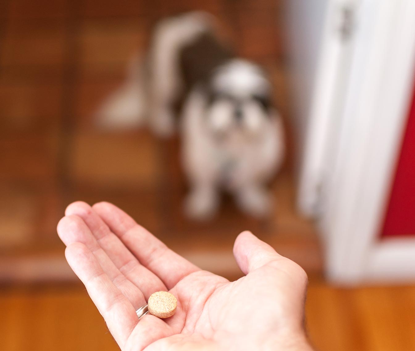 Use these tips to make it easier to give your dog medication.