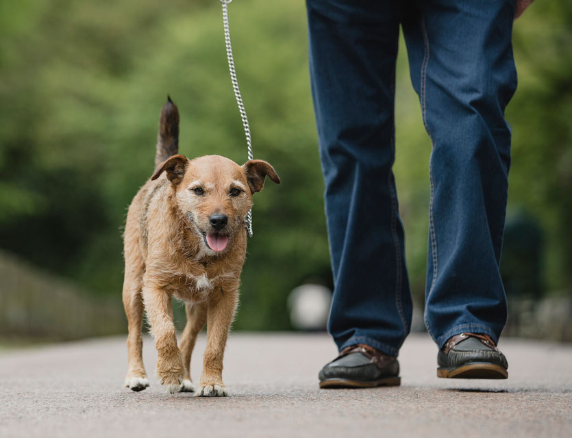 Use these tips for dog-walking fun.