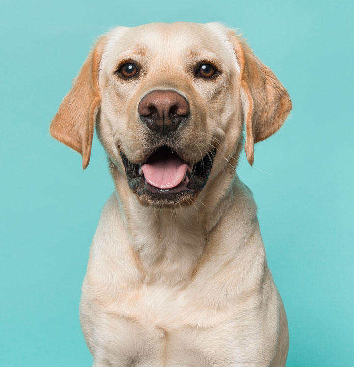 Learn about tooth root abscesses in dogs. A tooth root abscess is an infection in the mouth.