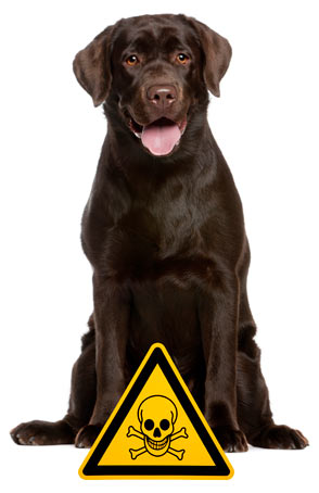 Top 10 Dog Toxins Slideshow | DogHealth.com