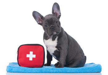 These 10 emergencies are common in dogs.