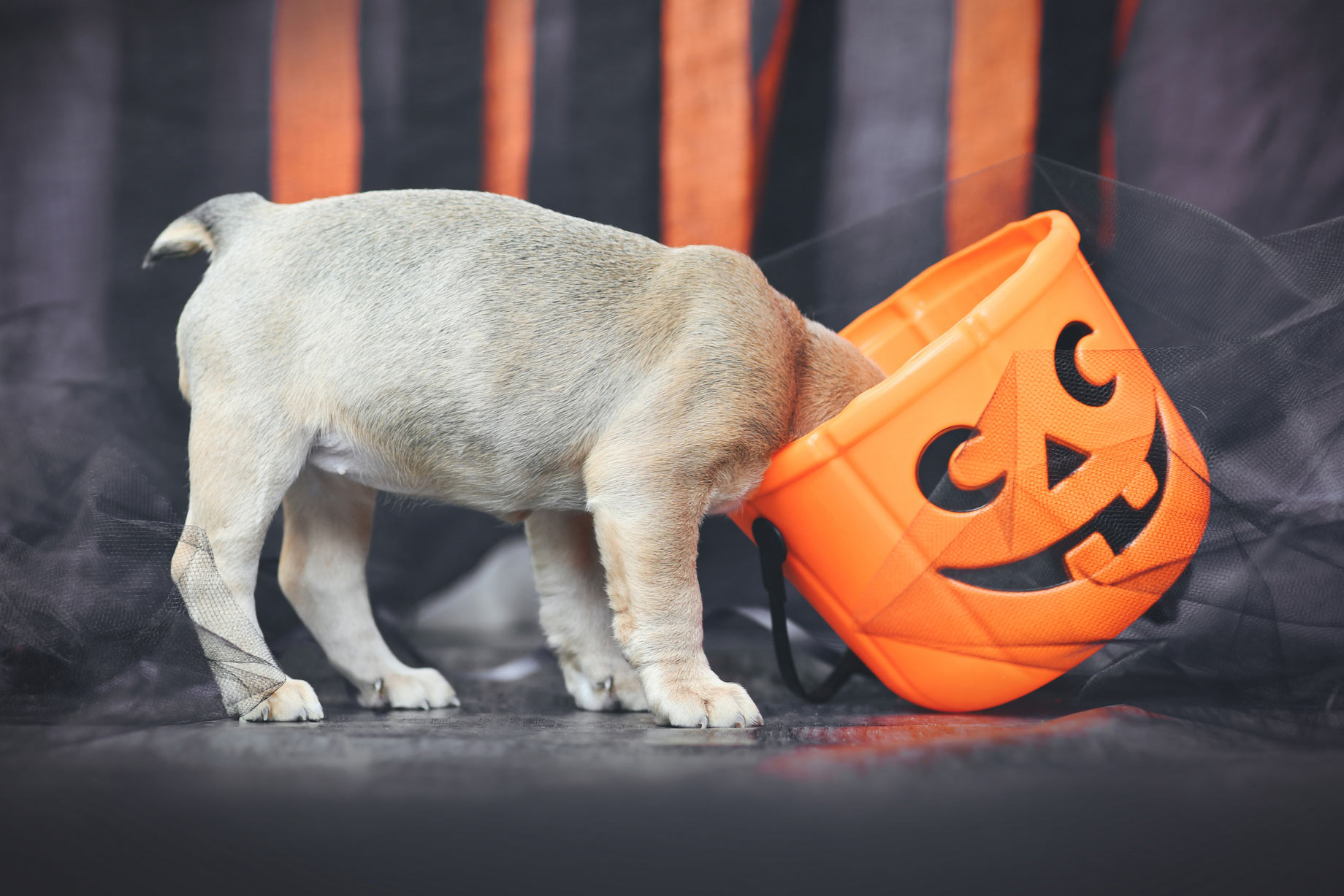 Halloween Candy and Toxic Treats Halloween Candy and Toxic Treats