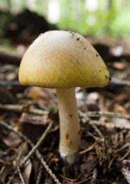 Death Cap Mushroom contains Amanitin toxins