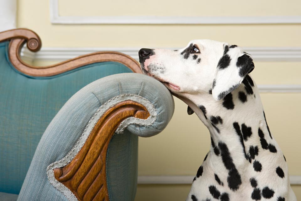 Tips for training your dog to stay off the furniture.