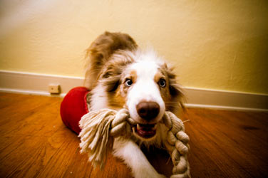 You can train a reluctant dog to enjoy tug-of-war.