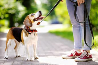 Focus on positive rather than negative reinforcement. Learn how to train your dog to walk nicely on a leash.