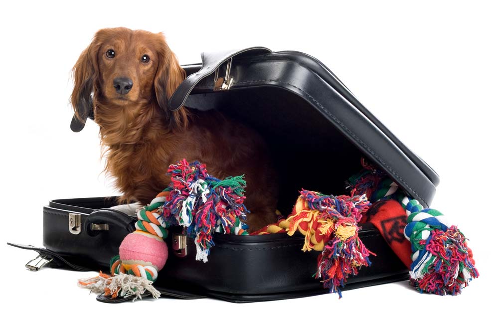 Some dogs love to travel with their humans. Traveling with your dog can be fun or frightening.