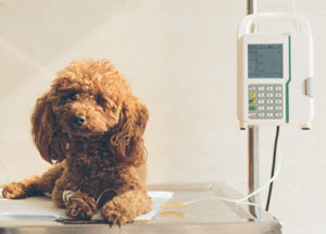 Treatment of canine pancreatitis usually requires hospitalization.