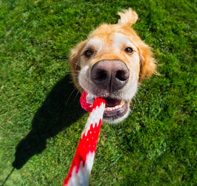 Tug of war can be a healthy game for your dog.