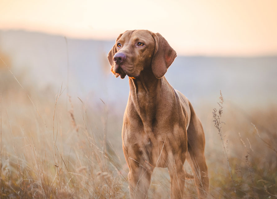 Tularemia is a rare condition in dogs. Tularemia is caused by bacteria.