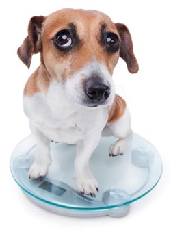 Dogs that lose weight for no reason need to be checked by the vet.