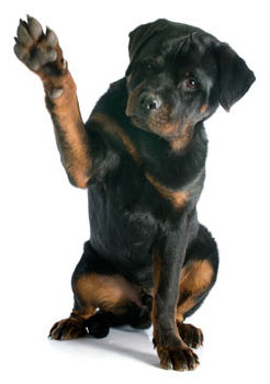 Rottweilers are one of the breeds at higher risk of ununited anconeal process than other dogs.
