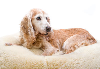 Dogs having urinary accidents in their beds may have urinary incontinence.